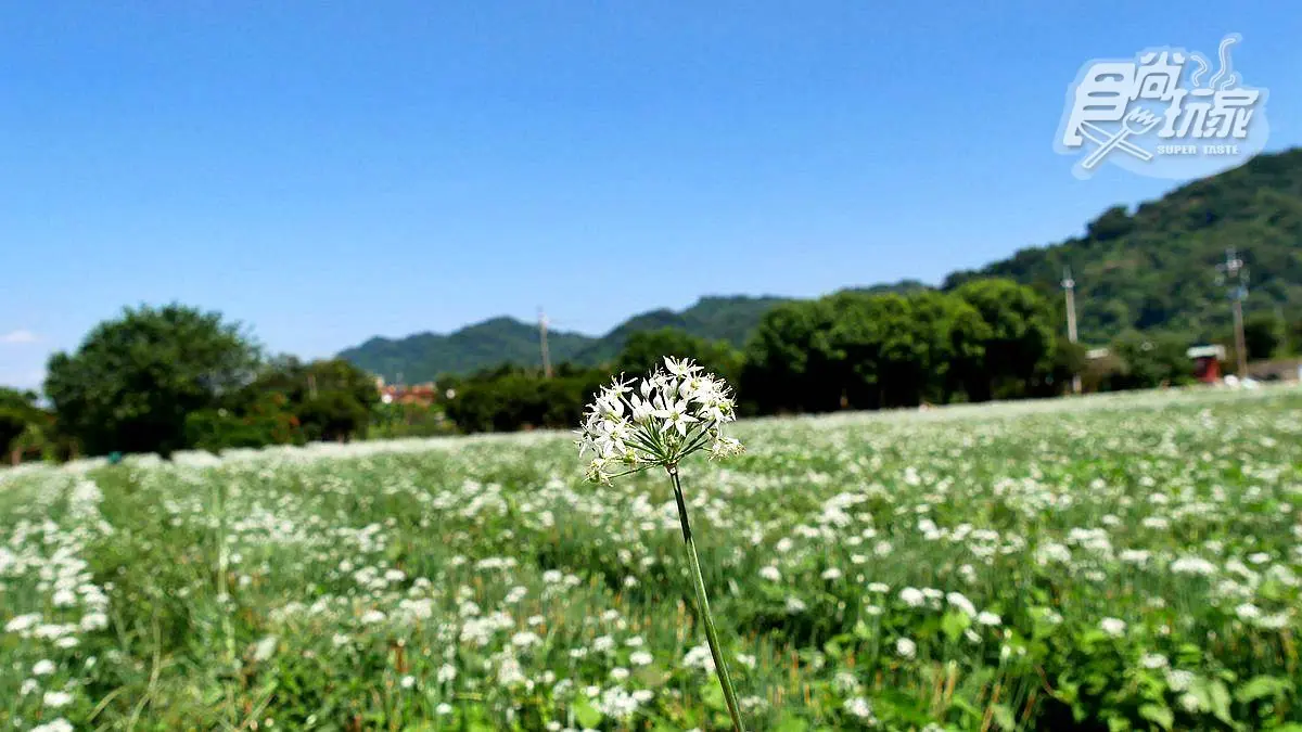  期間限定「9月雪」，大溪韭菜花海追了沒？免費拍照賞花點公開