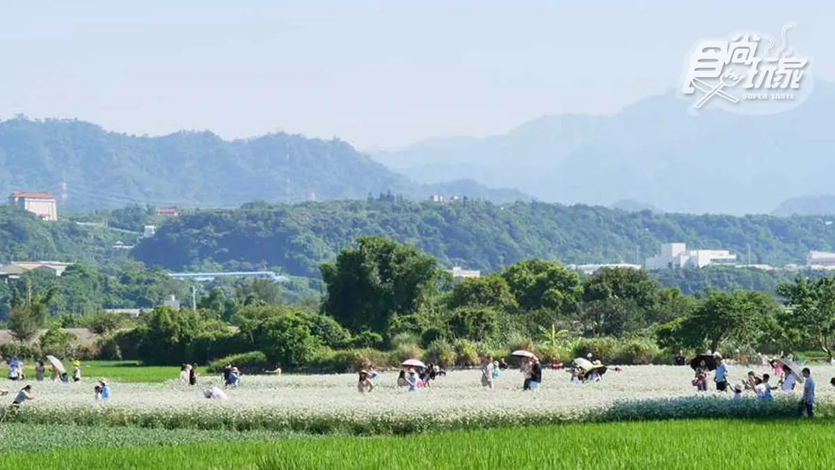  期間限定「9月雪」，大溪韭菜花海追了沒？免費拍照賞花點公開