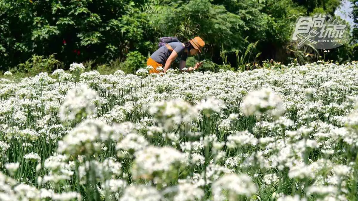 美拍浪漫純白「九月雪」韭菜花海！大溪二日遊提案，找超美味無名炸雞、賣漢堡的消防車