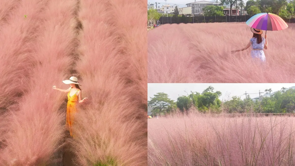 一秒飛韓國!全台獨有「粉紅色芒草」這裡拍,每人50元都能當網美