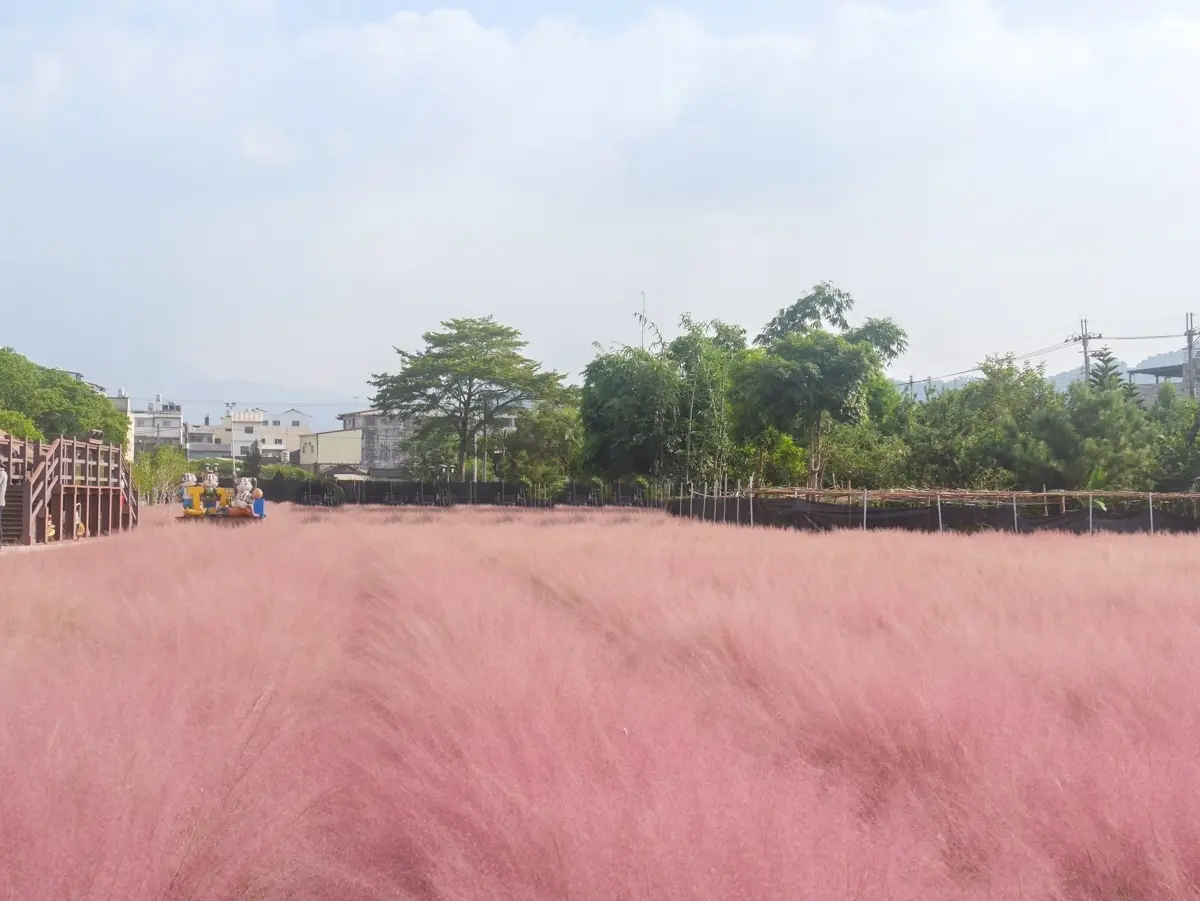 一秒飛韓國！全台獨有「粉紅色芒草」這裡拍，每人50元都能當網美