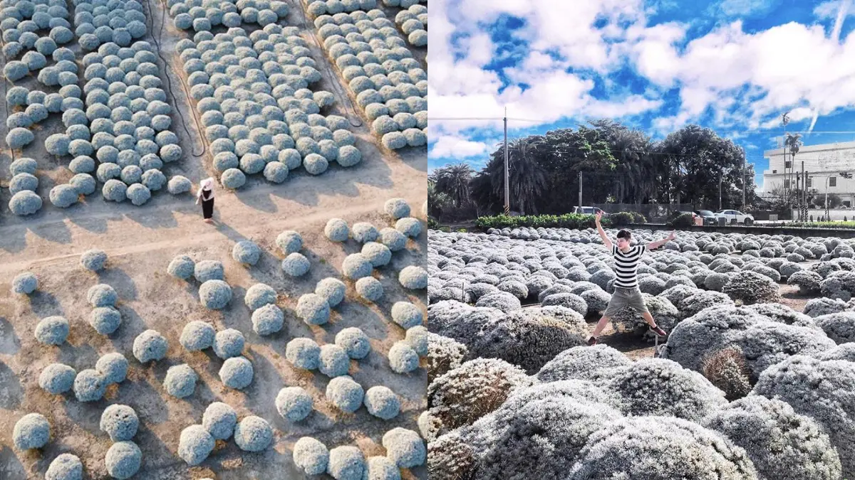 「雪白波波草」50元就能拍！彰化IG限定祕境，圓滾滾花海萌翻