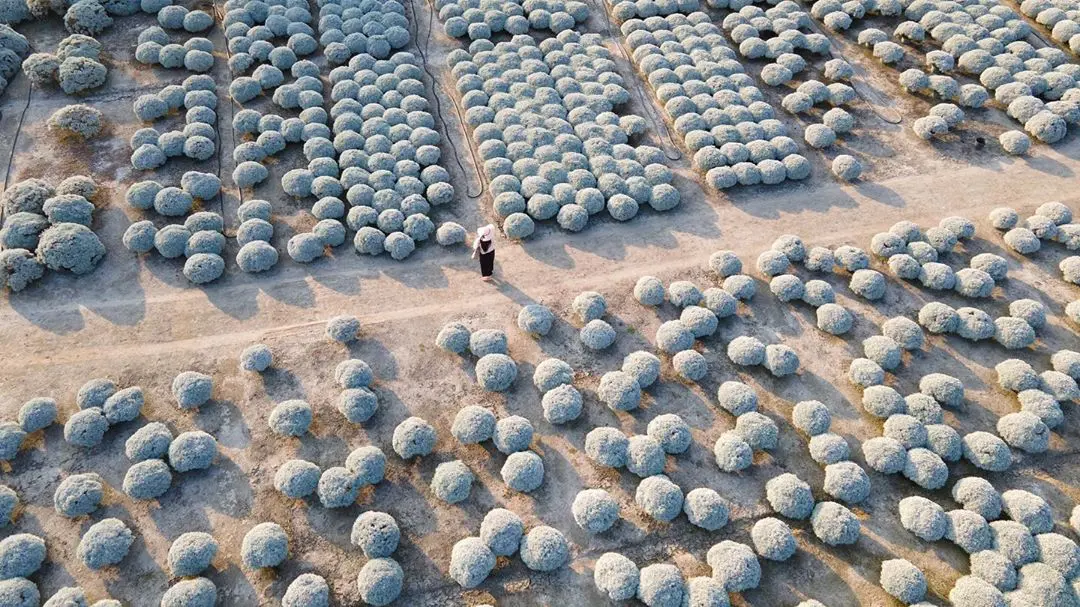 「雪白波波草」50元就能拍！彰化IG限定祕境，圓滾滾花海萌翻