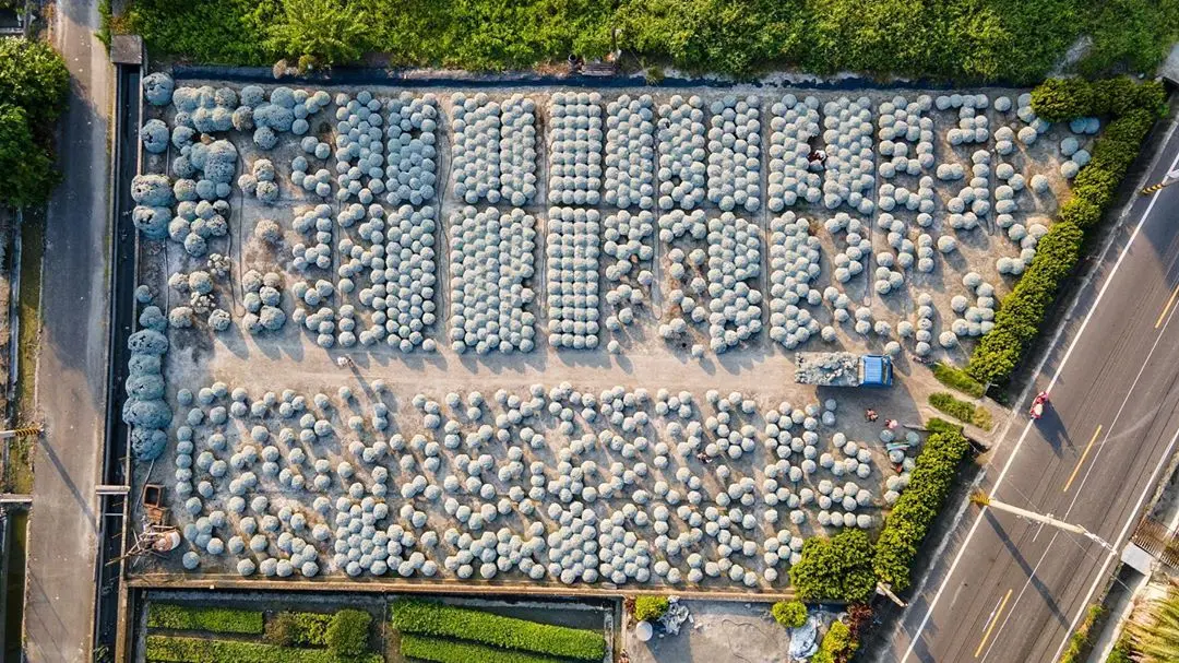「雪白波波草」50元就能拍！彰化IG限定祕境，圓滾滾花海萌翻