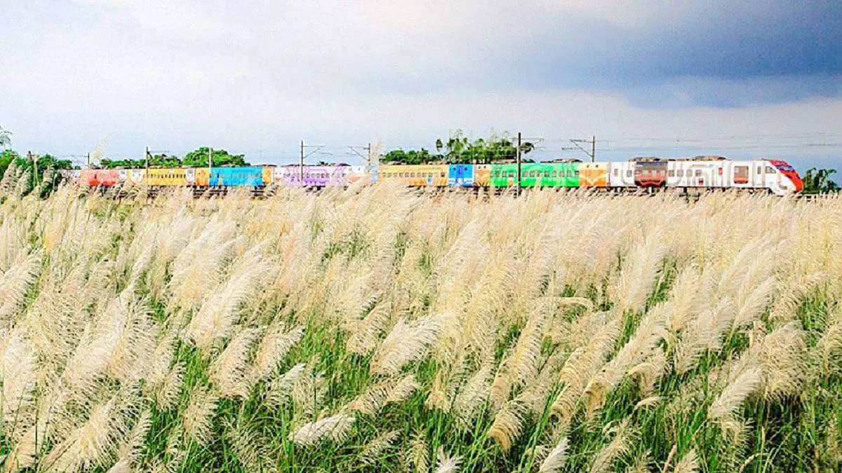 「10月雪」4祕境在台南！夢幻「甜根子草」花海，現在出發拍美照正是時候