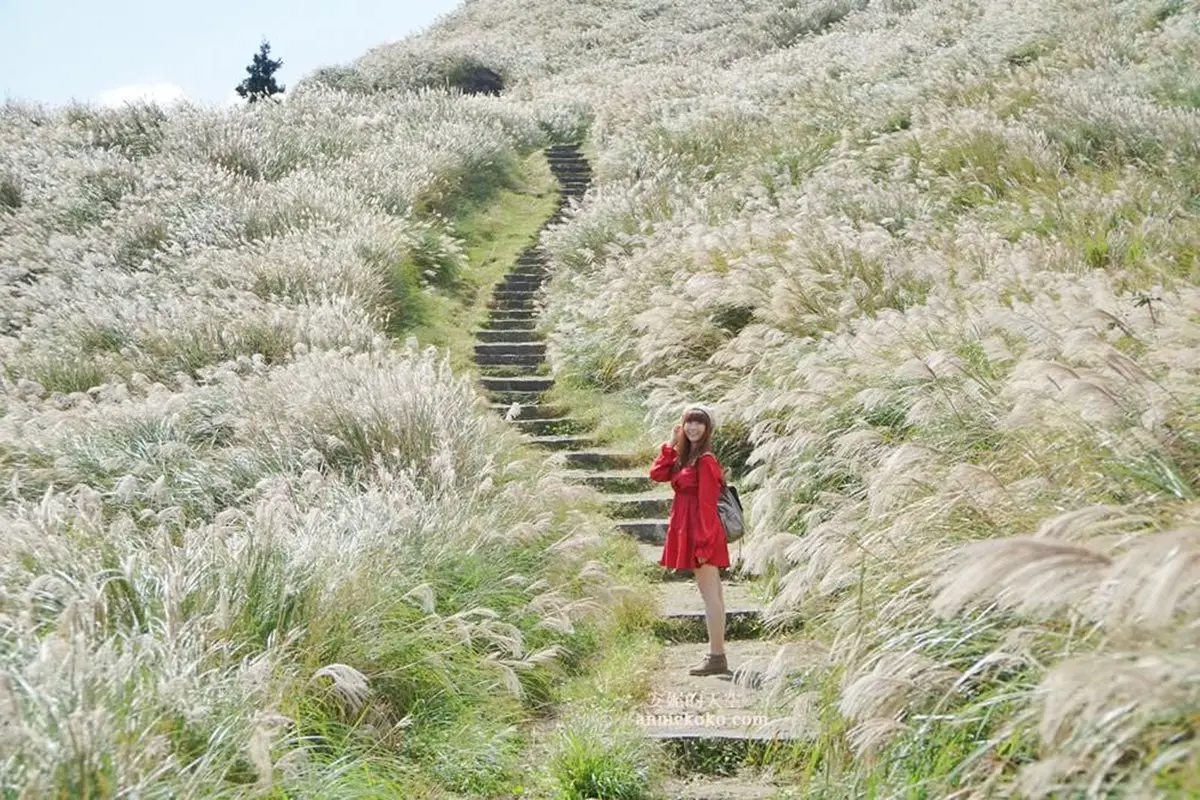 快衝銀白色花海!雙北3大秋季限定芒草美景:火山口地貌、天海一色步道 快衝銀白色花海!雙北3大秋季限定芒草美景:火山口地貌、天海一色步道