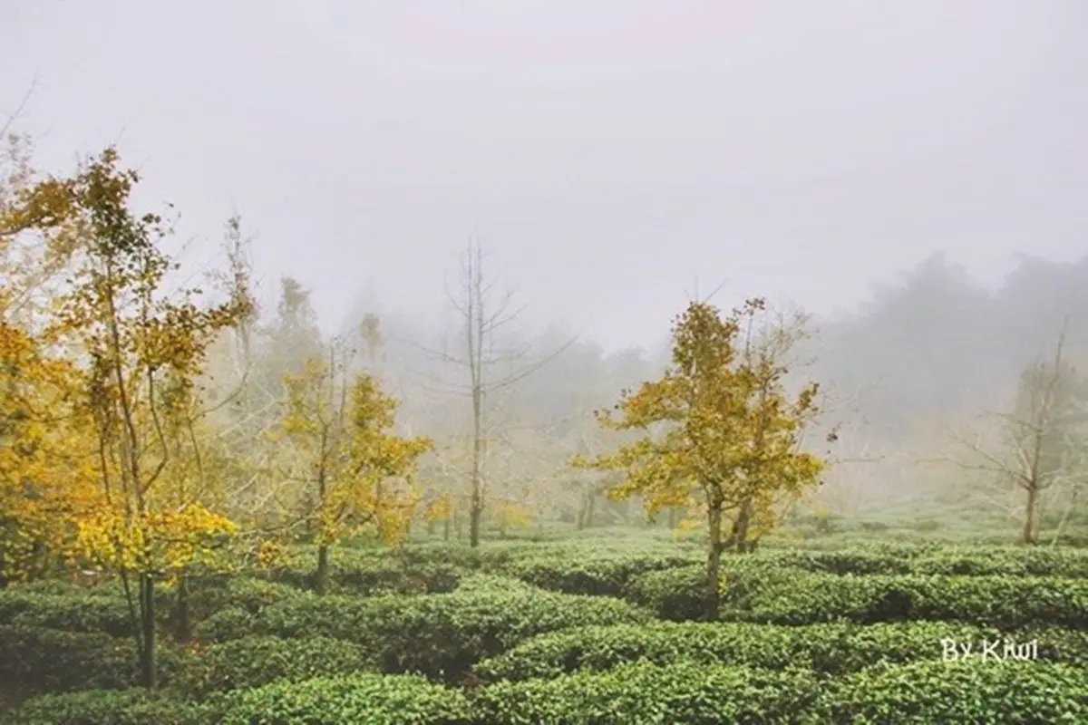 東南亞最大銀杏林!南投大崙山秋季必訪2打卡點:雲霧茶園、金黃步道 東南亞最大銀杏林!南投大崙山秋季必訪2打卡點:雲霧茶園、金黃步道