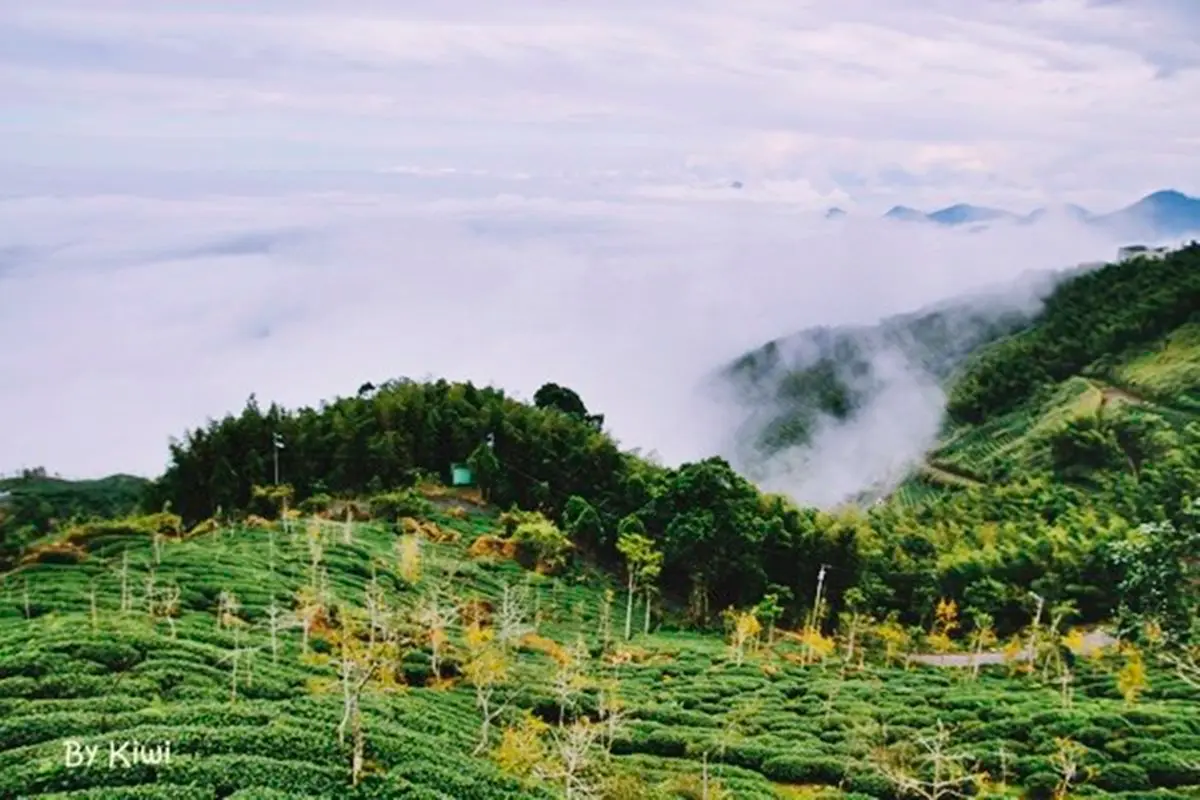 東南亞最大銀杏林!南投大崙山秋季必訪2打卡點:雲霧茶園、金黃步道 東南亞最大銀杏林!南投大崙山秋季必訪2打卡點:雲霧茶園、金黃步道