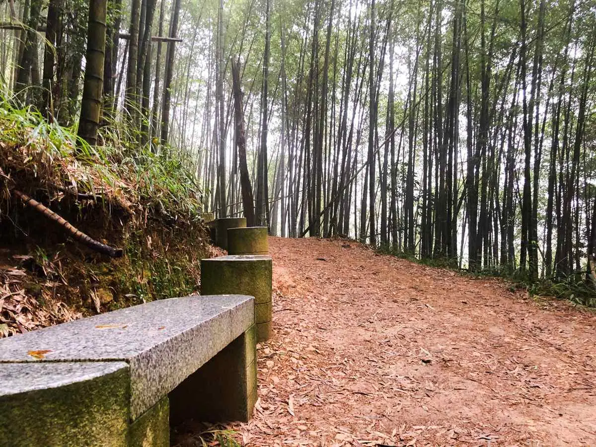 雲林祕境1日遊！天空之城看雲海、美拍台版嵐山，還能順路喝世界冠軍咖啡