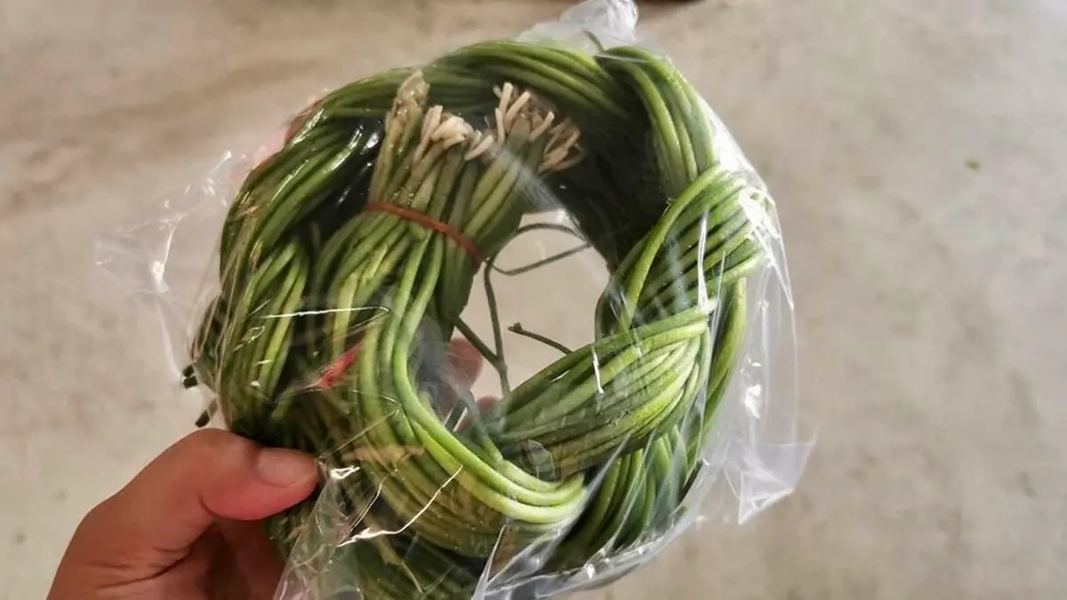 比採草莓更好玩!高雄「採野蓮」超適合親子同樂,鮮脆水蓮還能免費帶回家 比採草莓更好玩!高雄「採野蓮」超適合親子同樂,鮮脆水蓮還能免費帶回家