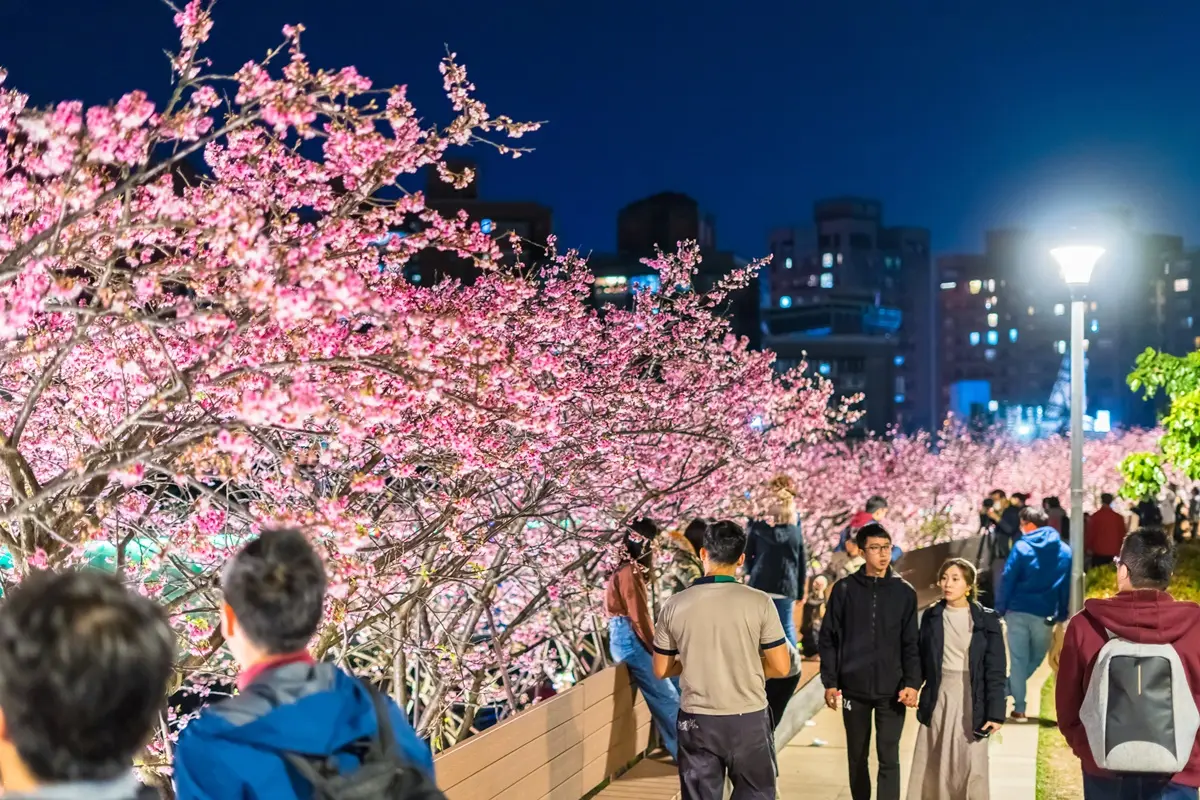 每年內湖必追賞櫻點！「2021樂活夜櫻季」這時登場，3公里櫻花大道準備狂拍