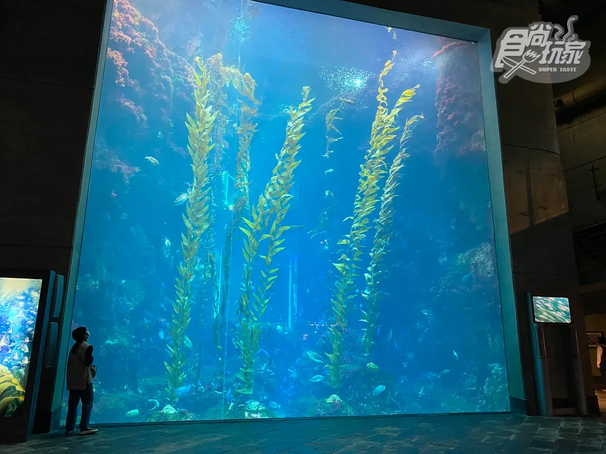 腳邊都是企鵝！全台首次「餵企鵝體驗」開賣，一次看到4大品種、近100隻企鵝給你餵