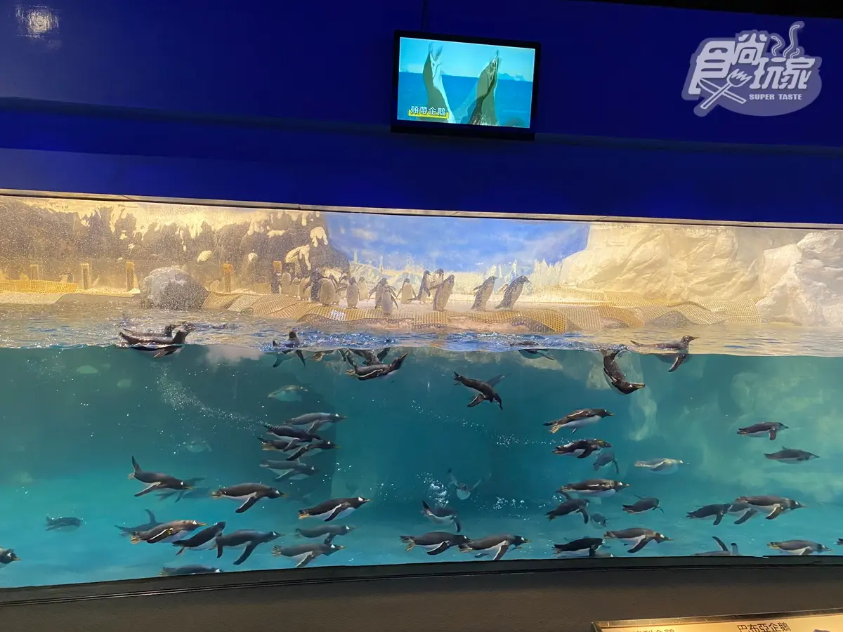 腳邊都是企鵝！全台首次「餵企鵝體驗」開賣，一次看到4大品種、近100隻企鵝給你餵