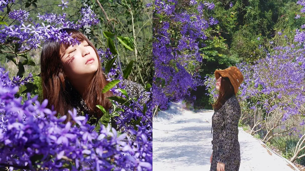 這裡拍「冬季版紫藤花」打卡祕境!抓對角度還能拍出《鬼滅之刃》經典場景