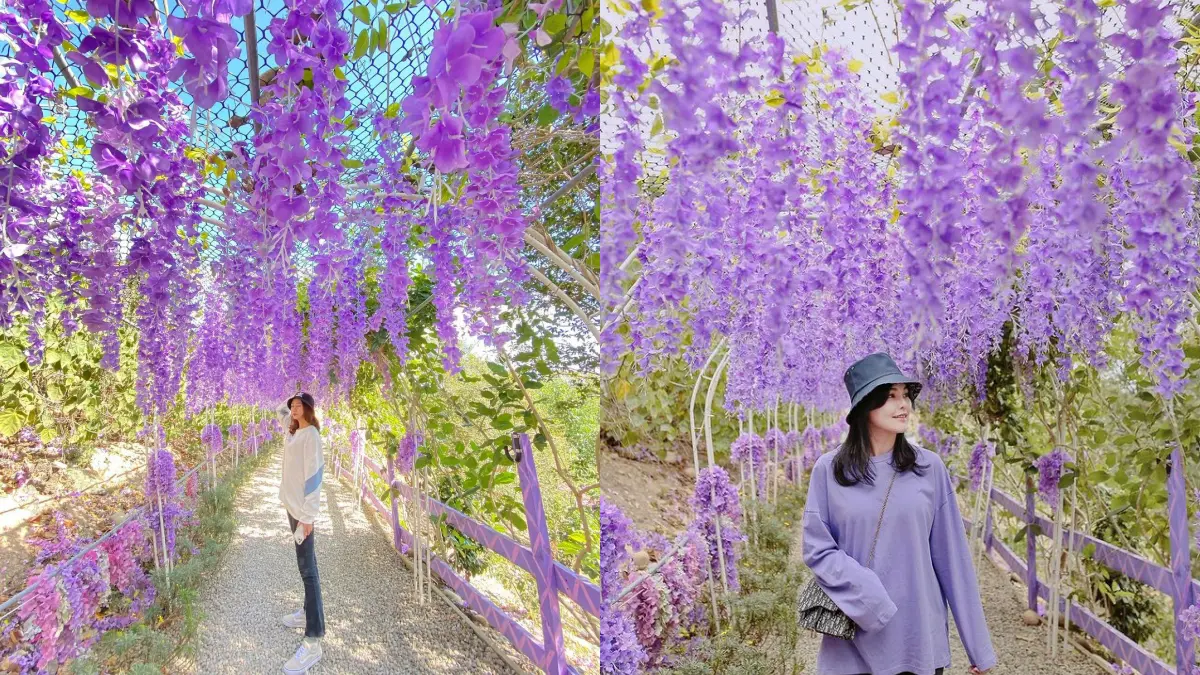 漫步紫色仙境!噢哈娜咖啡屋「紫藤花步道」太夢幻,紫色花傘、波波草超好拍 漫步紫色仙境!噢哈娜咖啡屋「紫藤花步道」太夢幻,紫色花傘、波波草超好拍