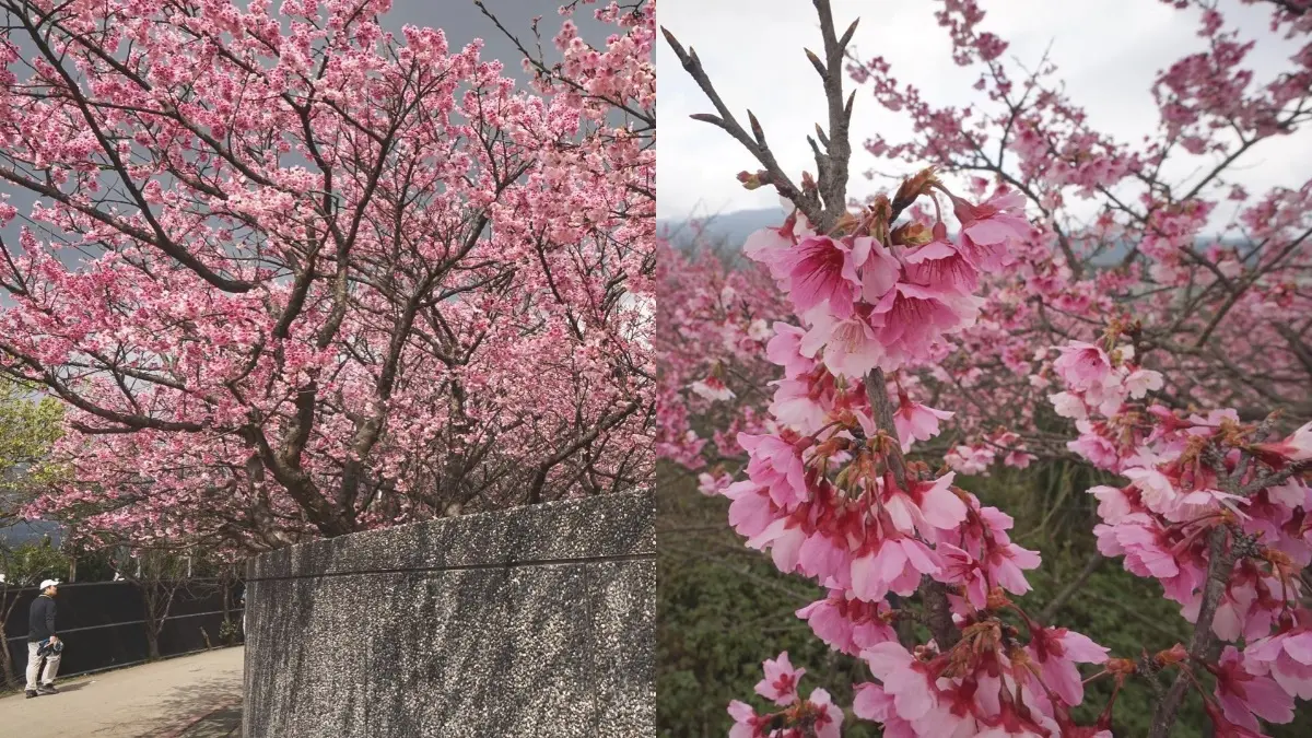 第一波櫻花衝這!士林「平菁街42巷」最美賞櫻期曝光,絕美花海x老屋瓦片超有fu 第一波櫻花衝這!士林「平菁街42巷」最美賞櫻期曝光,絕美花海x老屋瓦片超有fu