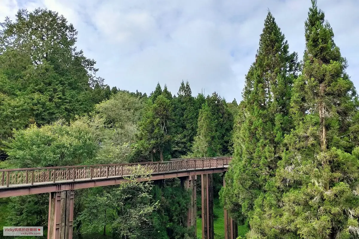 阿里山親子遊提案!搭火車看日出美景,沿途逛山椒魚館、森林天空步道 阿里山親子遊提案!搭火車看日出美景,沿途逛山椒魚館、森林天空步道