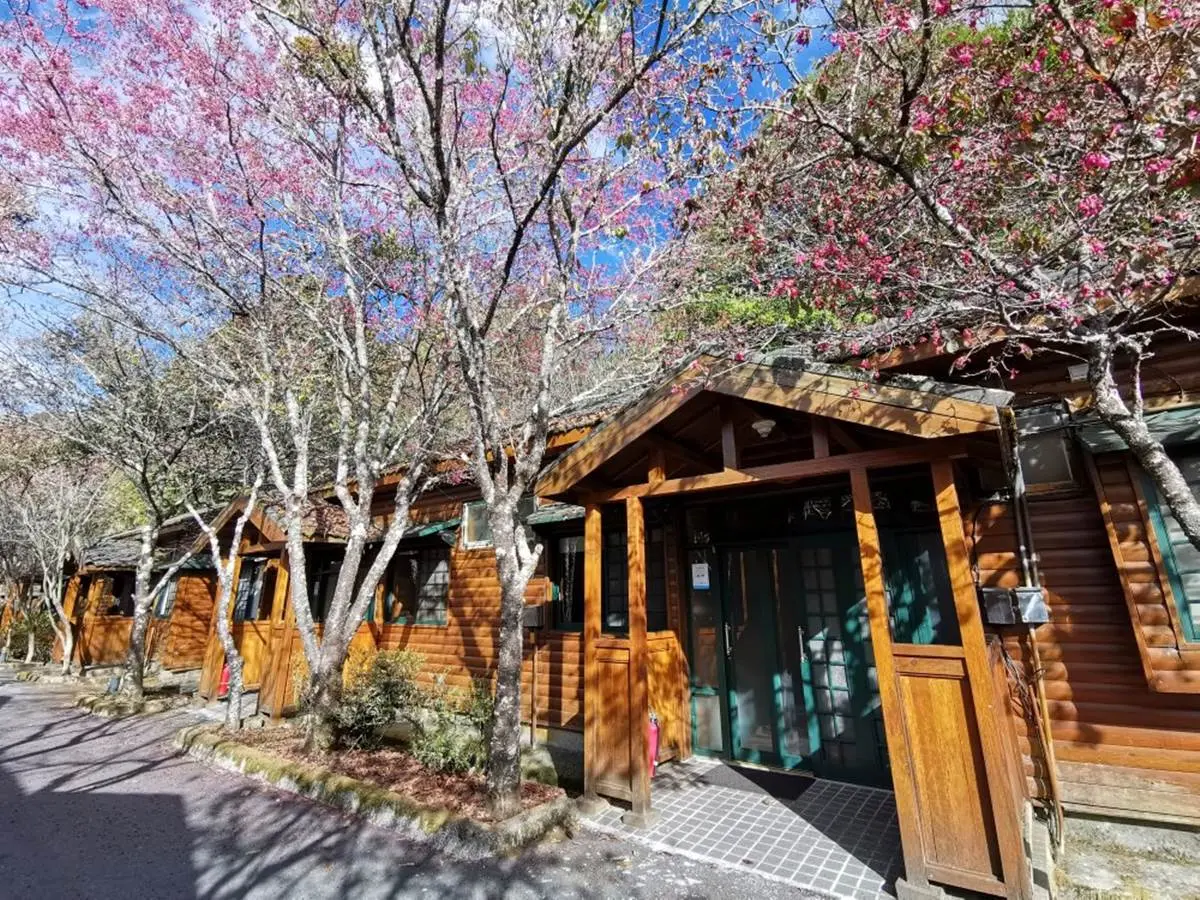 大雪山全攻略!櫻花、神木、天池美景一次包,還有機會偶遇山羌、藍腹鷴 大雪山全攻略!櫻花、神木、天池美景一次包,還有機會偶遇山羌、藍腹鷴