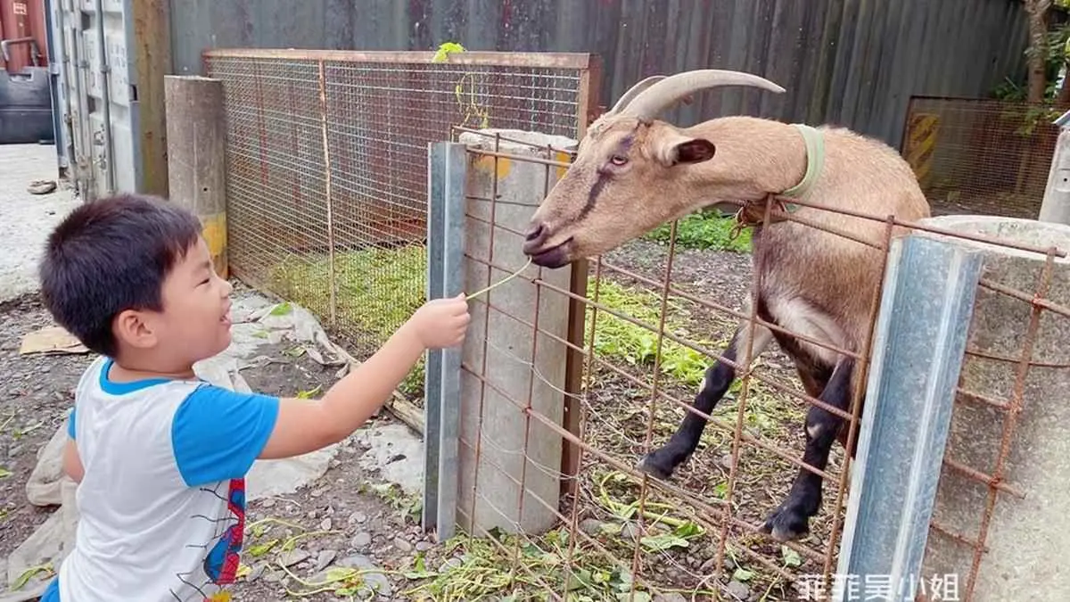 小朋友瘋了!宜蘭親子農場體驗挖地瓜、餵動物,還能吃有機蔬果餐、住特色涵管屋 小朋友瘋了!宜蘭親子農場體驗挖地瓜、餵動物,還能吃有機蔬果餐、住特色涵管屋