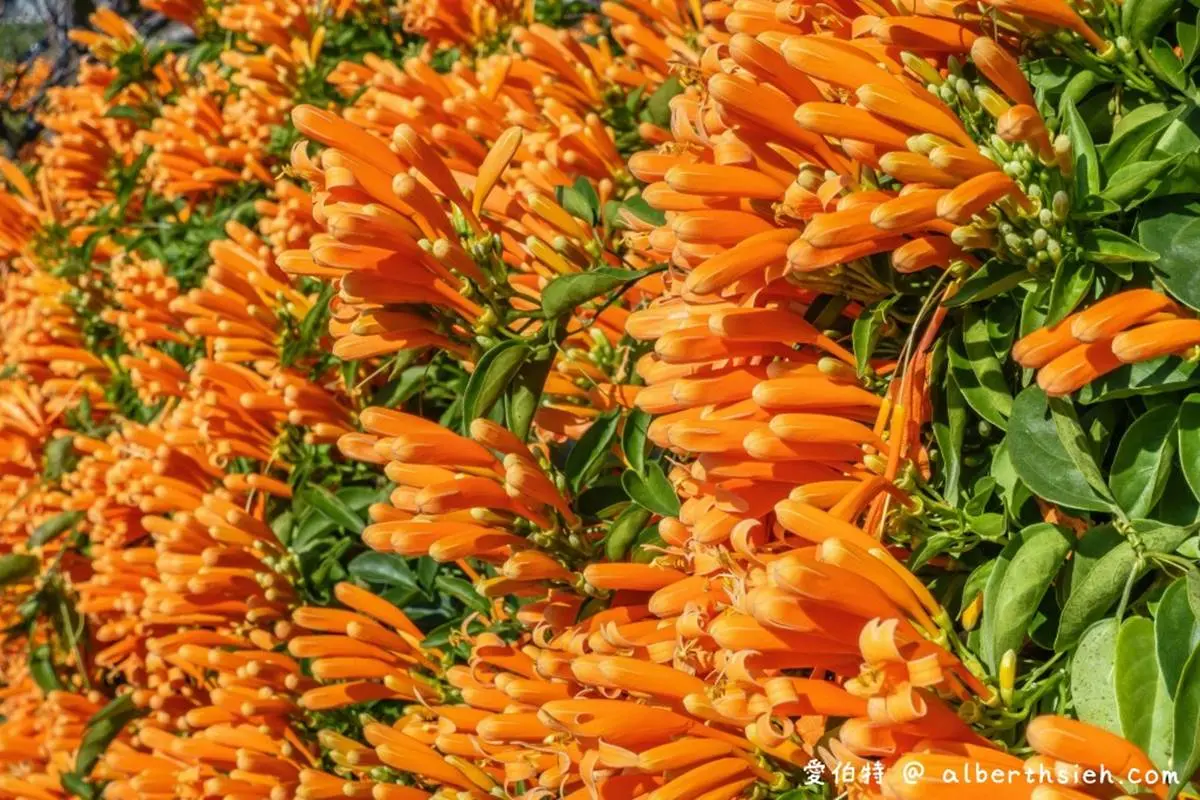 炮仗花都開好了！鶯歌公園3D彩繪階梯處處有驚喜，小孩瘋玩超高溜滑梯