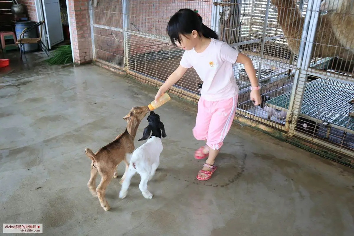 玩一整天也不膩!台南「乳牛的家」搭五分車、餵小動物,還能在火車車廂吃鮮奶火鍋 玩一整天也不膩!台南「乳牛的家」搭五分車、餵小動物,還能在火車車廂吃鮮奶火鍋