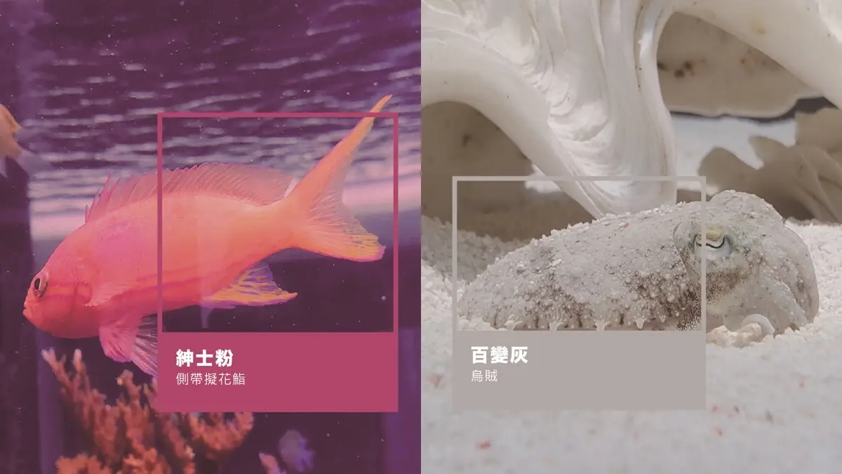 全台獨創「海洋版色廊展」！34公尺水族缸看「七色海洋」，寶可夢、清朝裝生物都出現
