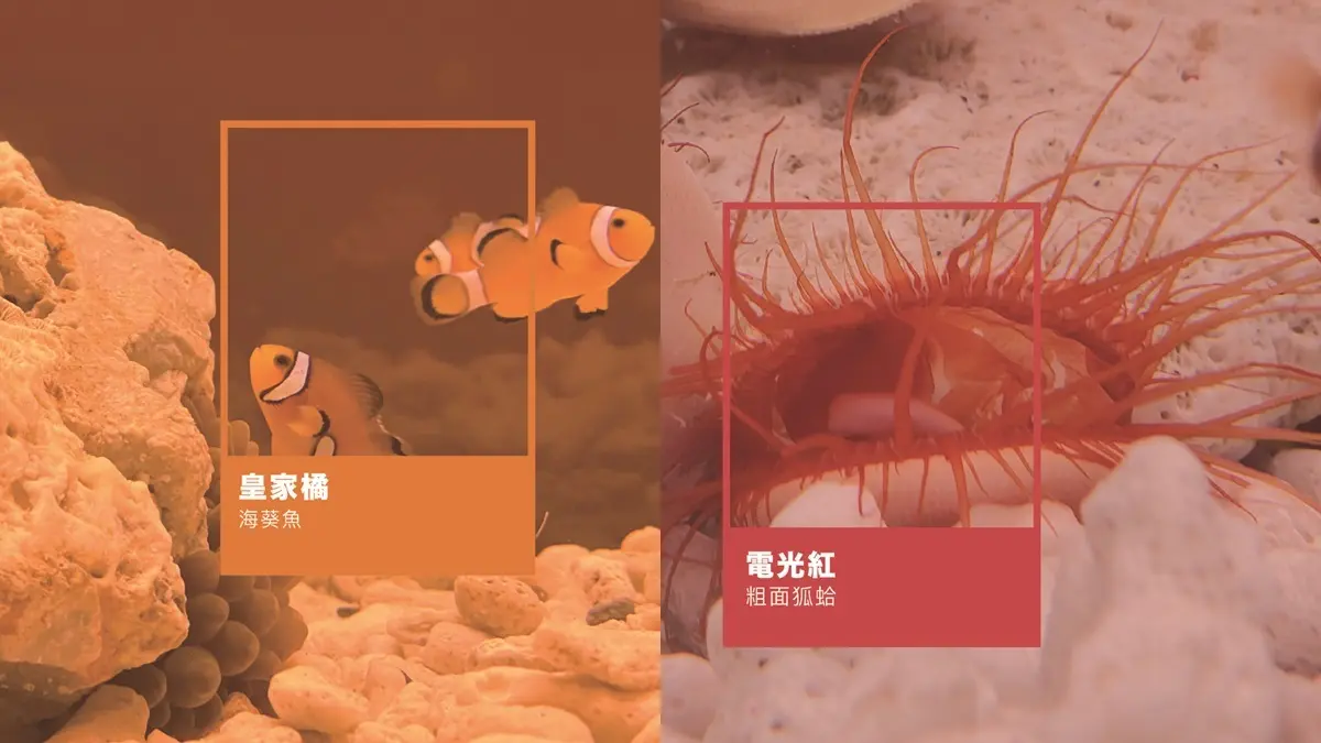 全台獨創「海洋版色廊展」！34公尺水族缸看「七色海洋」，寶可夢、清朝裝生物都出現