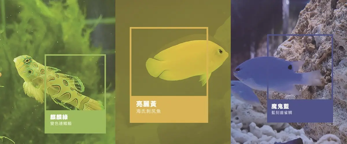 全台獨創「海洋版色廊展」！34公尺水族缸看「七色海洋」，寶可夢、清朝裝生物都出現