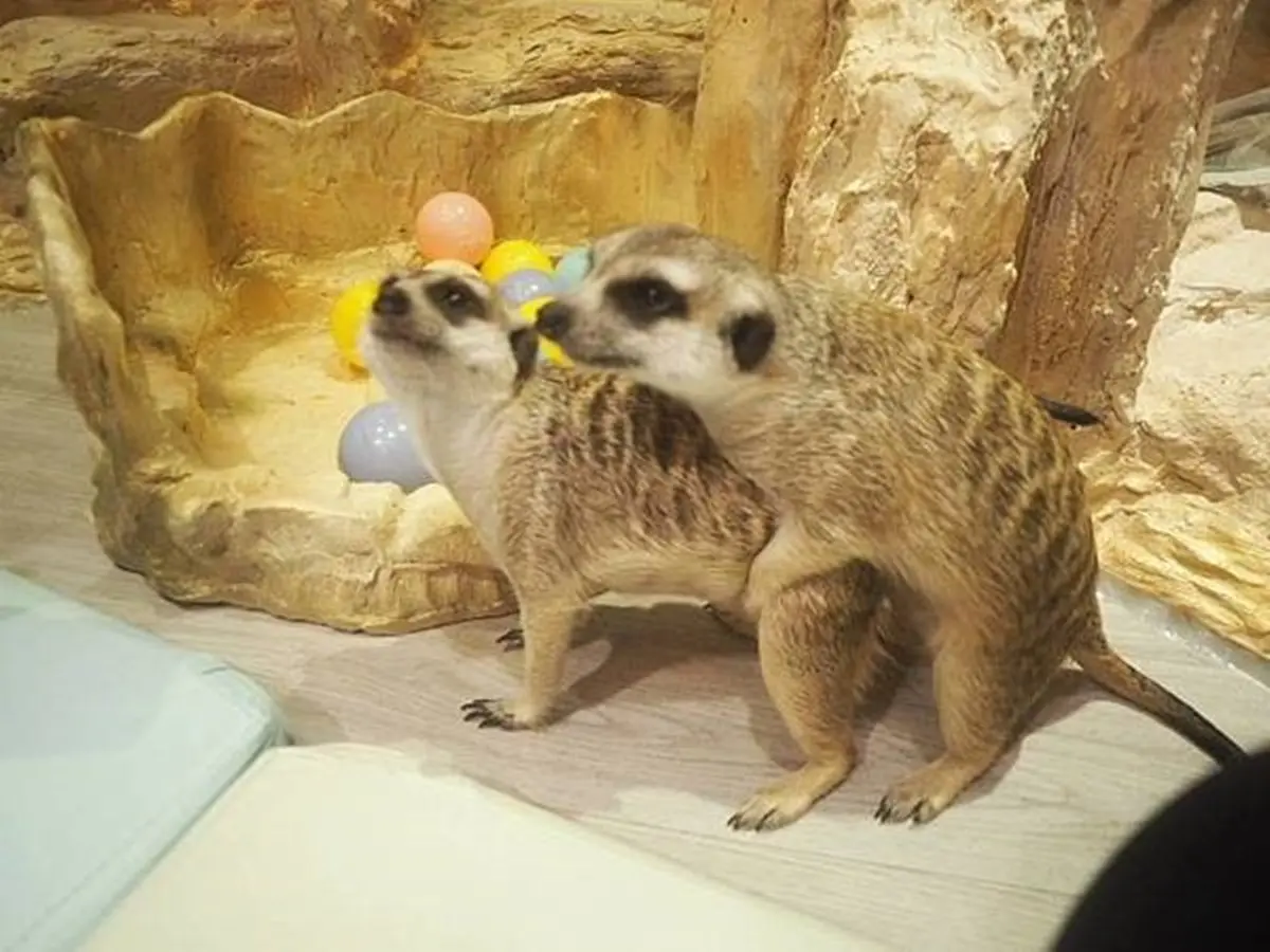 超療癒!台北寵物主題餐廳可以跟大嘴鳥、狐獴一起玩,帕瑪森香蒜雞翅吃完會想念 超療癒!台北寵物主題餐廳可以跟大嘴鳥、狐獴一起玩,帕瑪森香蒜雞翅吃完會想念