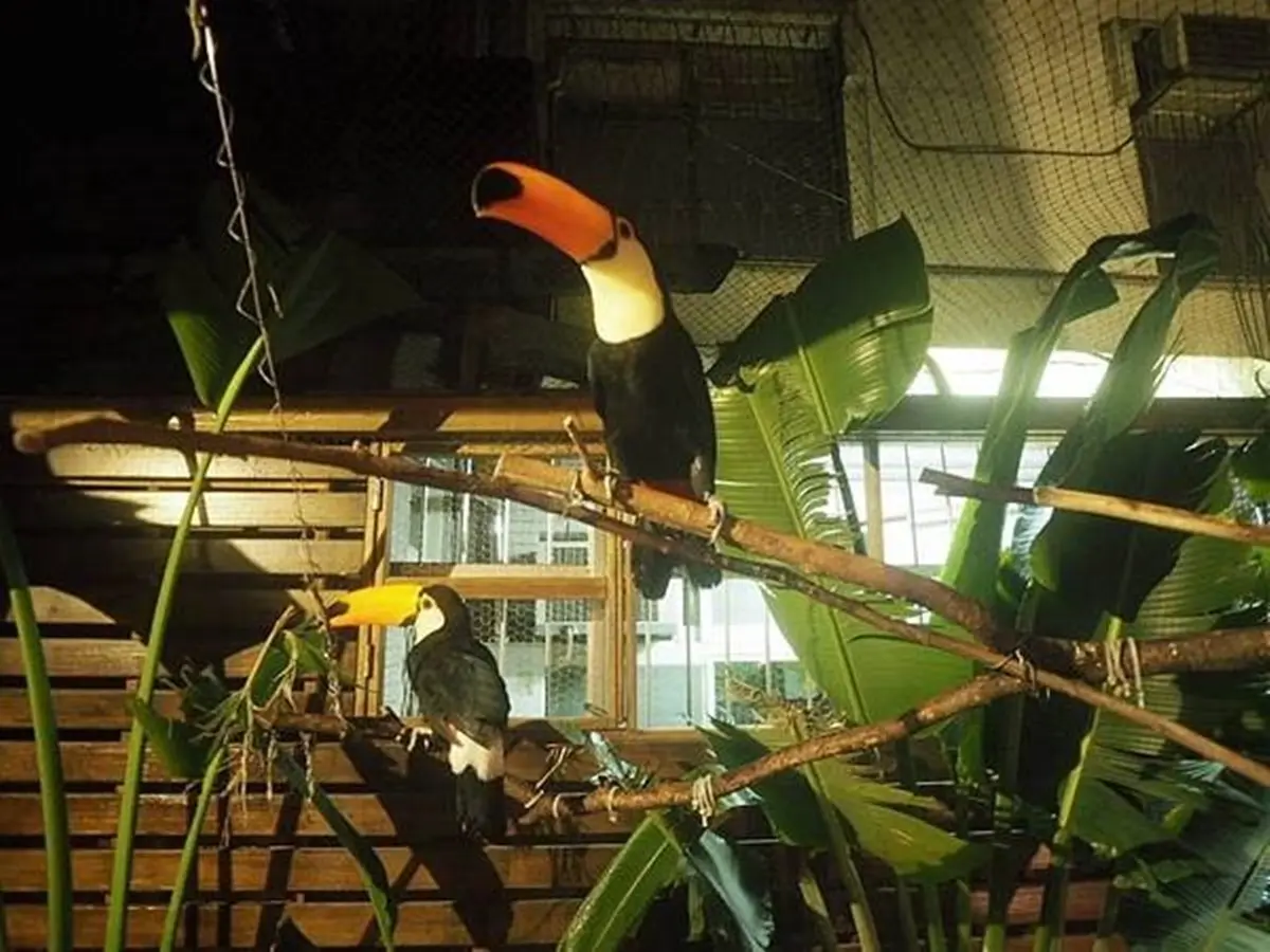超療癒!台北寵物主題餐廳可以跟大嘴鳥、狐獴一起玩,帕瑪森香蒜雞翅吃完會想念 超療癒!台北寵物主題餐廳可以跟大嘴鳥、狐獴一起玩,帕瑪森香蒜雞翅吃完會想念