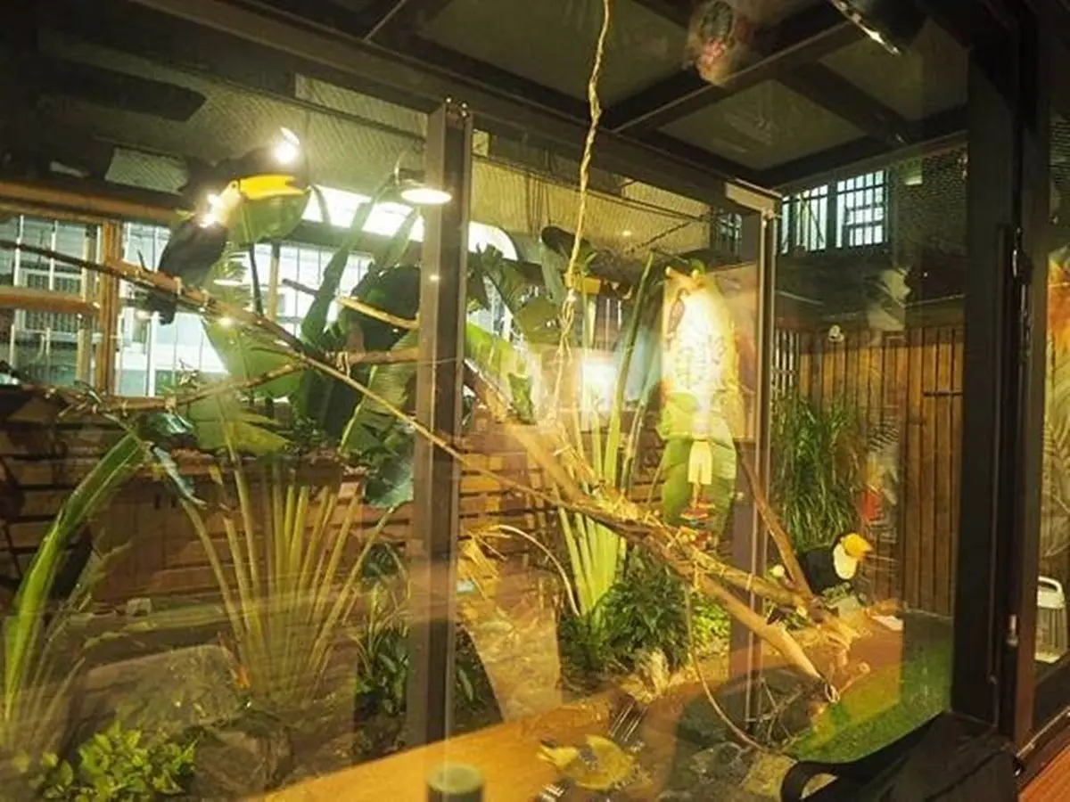 超療癒!台北寵物主題餐廳可以跟大嘴鳥、狐獴一起玩,帕瑪森香蒜雞翅吃完會想念 超療癒!台北寵物主題餐廳可以跟大嘴鳥、狐獴一起玩,帕瑪森香蒜雞翅吃完會想念