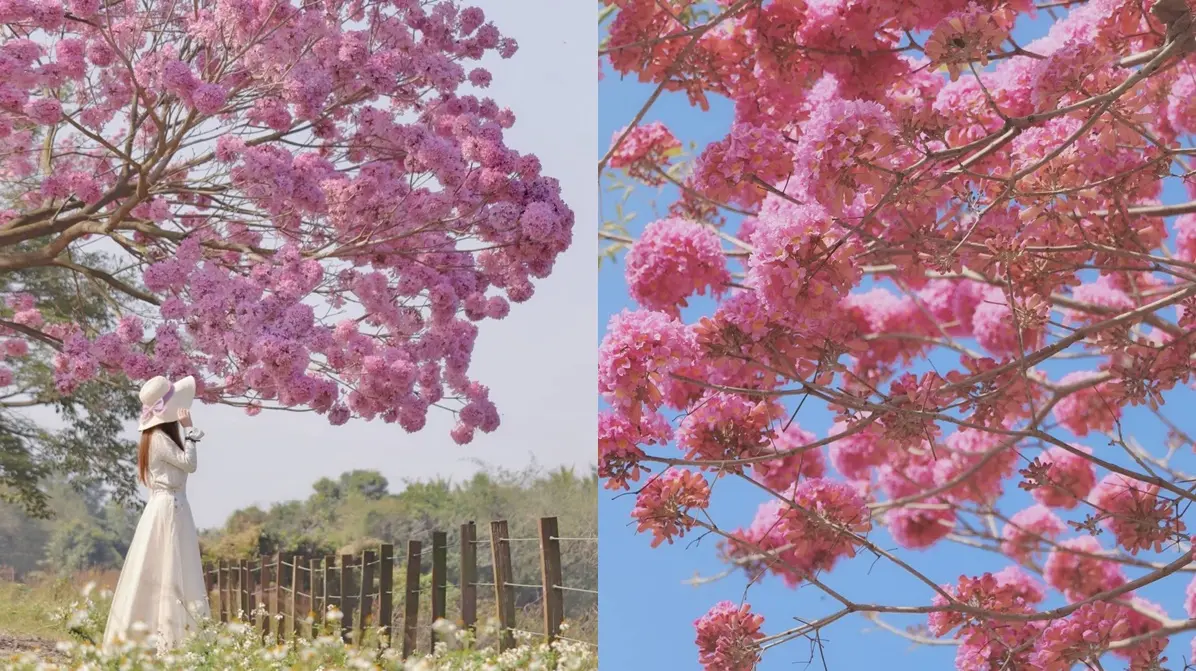「粉色棉花糖」花海太仙！紫南宮上百棵「洋紅風鈴木」盛開，求財兼拍奇蹟美照