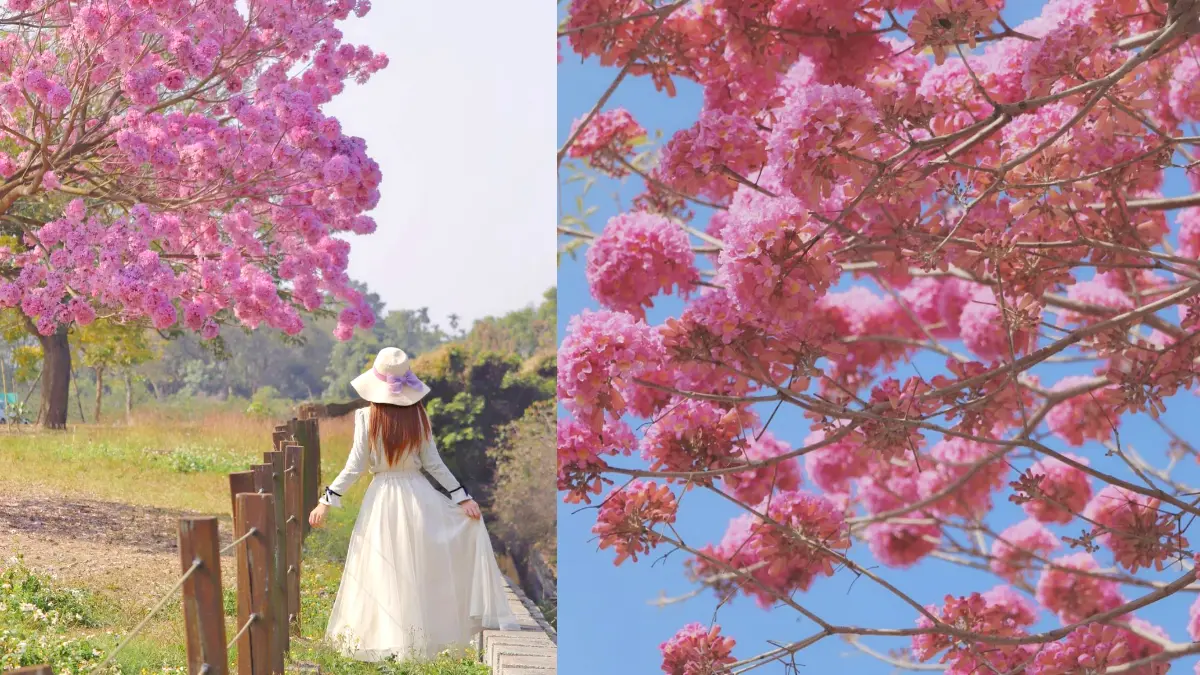 「粉色棉花糖」花海太仙!紫南宮上百棵「洋紅風鈴木」盛開,求財兼拍奇蹟美照
