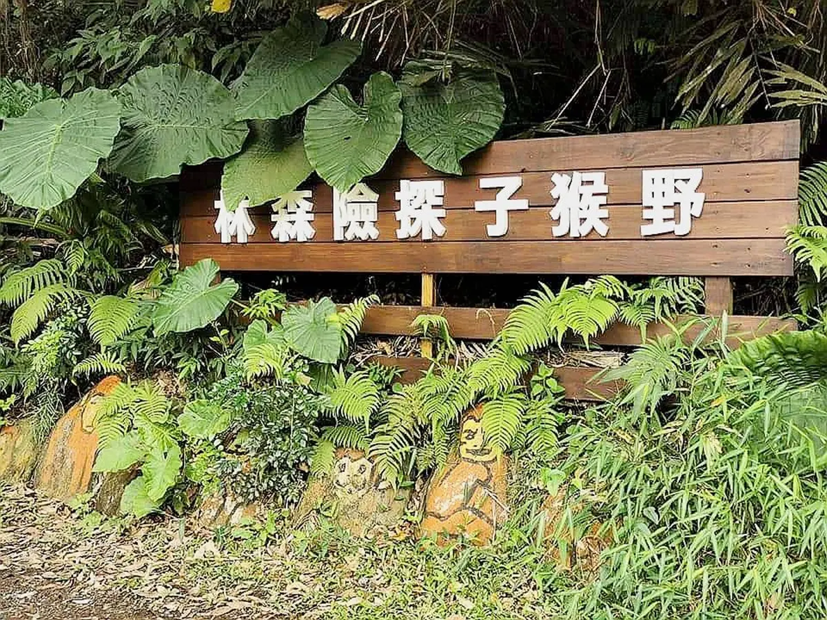5到65歲都玩嗨!全台唯一「探險樂園」挑戰高塔跳躍、滑索,當1日森林泰山 5到65歲都玩嗨!全台唯一「探險樂園」挑戰高塔跳躍、滑索,當1日森林泰山