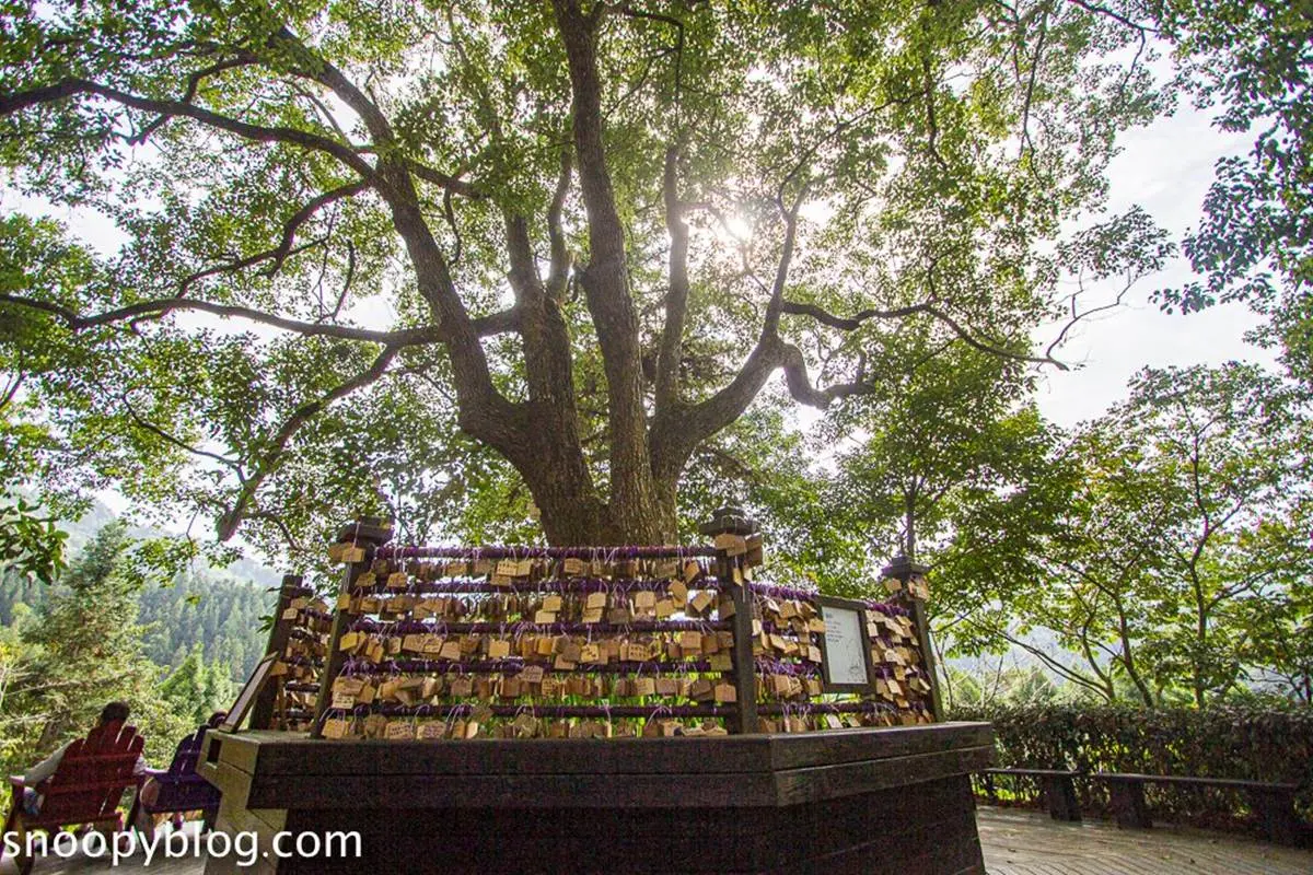 台中網美聖地！「薰衣草森林」12處打卡點：夢幻旋轉木馬、天空鞦韆、許願樹