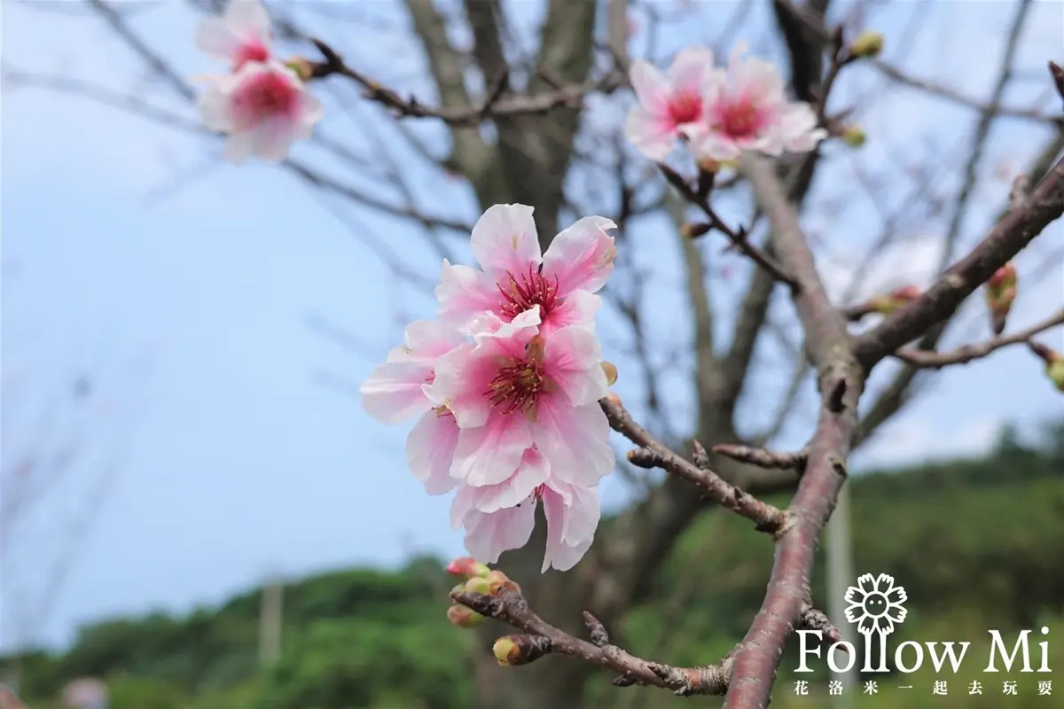 連假打卡必衝!新北4處免費美拍花海:粉嫩河津櫻、炮仗花隧道 連假打卡必衝!新北4處免費美拍花海:粉嫩河津櫻、炮仗花隧道
