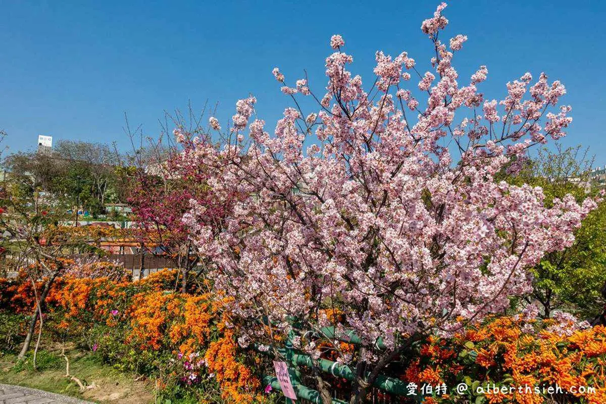 連假打卡必衝!新北4處免費美拍花海:粉嫩河津櫻、炮仗花隧道 連假打卡必衝!新北4處免費美拍花海:粉嫩河津櫻、炮仗花隧道