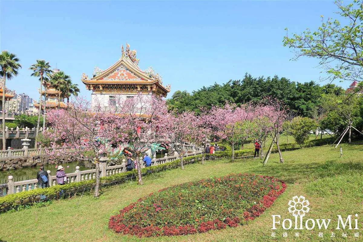 連假打卡必衝!新北4處免費美拍花海:粉嫩河津櫻、炮仗花隧道 連假打卡必衝!新北4處免費美拍花海:粉嫩河津櫻、炮仗花隧道