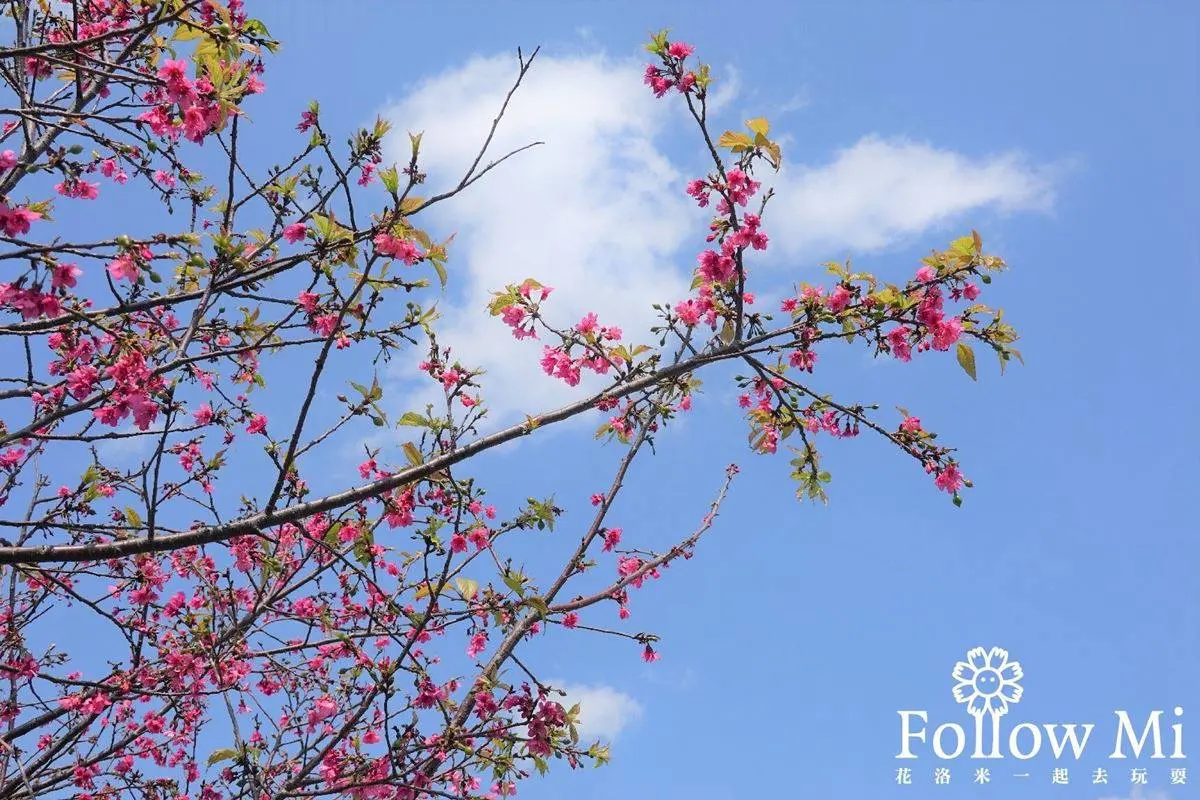 連假打卡必衝!新北4處免費美拍花海:粉嫩河津櫻、炮仗花隧道 連假打卡必衝!新北4處免費美拍花海:粉嫩河津櫻、炮仗花隧道