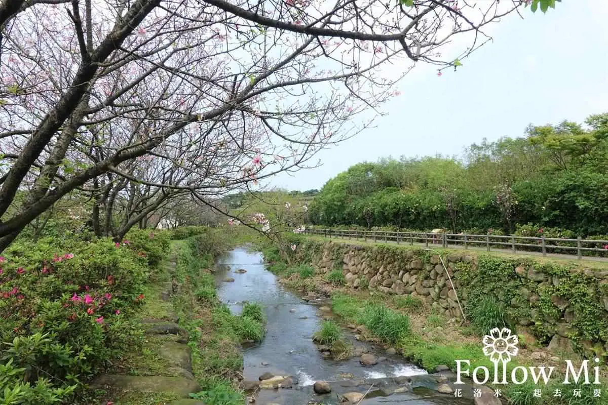連假打卡必衝!新北4處免費美拍花海:粉嫩河津櫻、炮仗花隧道 連假打卡必衝!新北4處免費美拍花海:粉嫩河津櫻、炮仗花隧道
