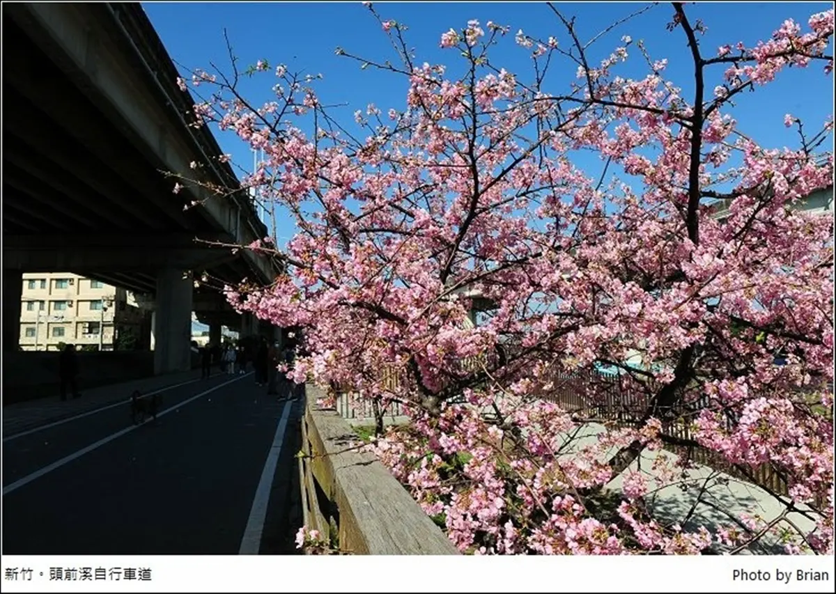 遛小孩也能當網美!新竹河濱公園打卡櫻花自行車道,還能免費玩全新滑步車場 遛小孩也能當網美!新竹河濱公園打卡櫻花自行車道,還能免費玩全新滑步車場