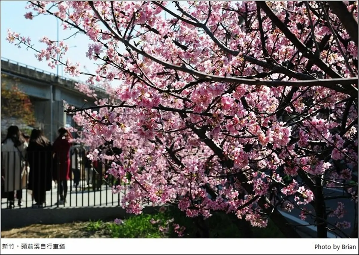 遛小孩也能當網美!新竹河濱公園打卡櫻花自行車道,還能免費玩全新滑步車場 遛小孩也能當網美!新竹河濱公園打卡櫻花自行車道,還能免費玩全新滑步車場