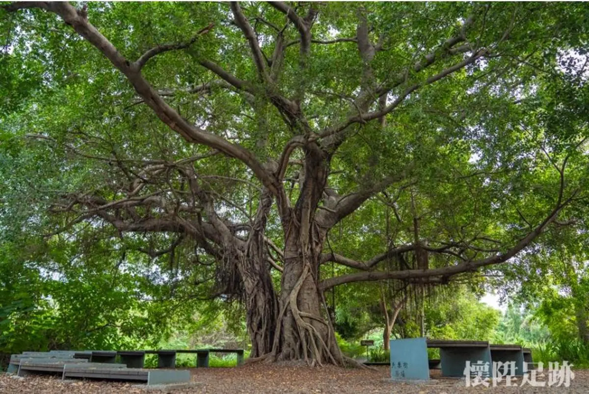 台版紐約中央公園!市區洗森林浴,打卡浪漫夢湖、夫妻樹、荷花池畔拱橋 台版紐約中央公園!市區洗森林浴,打卡浪漫夢湖、夫妻樹、荷花池畔拱橋