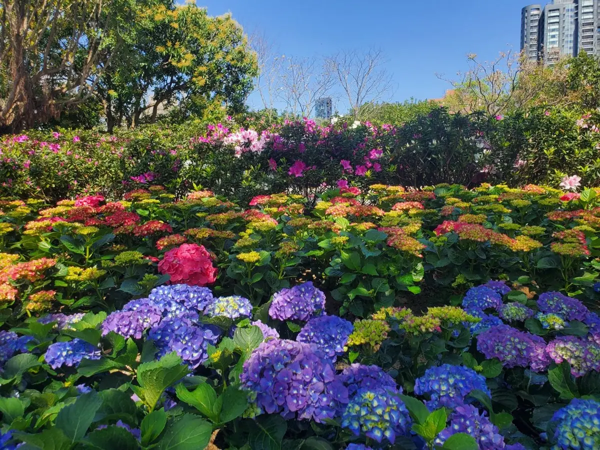花控連假一次追！大安森林公園「杜鵑&繡球花」、士林官邸11萬株「鬱金香花海」都美翻