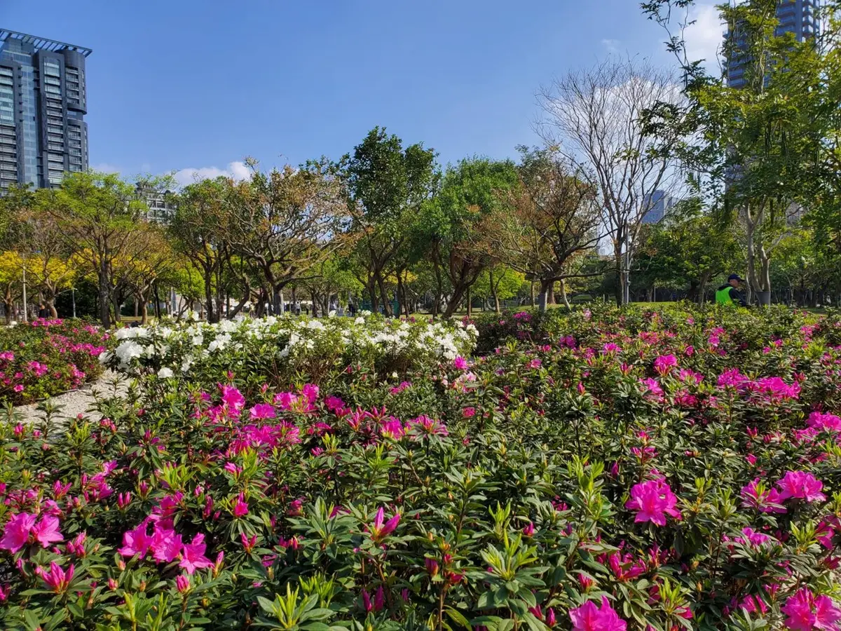 花控連假一次追！大安森林公園「杜鵑&繡球花」、士林官邸11萬株「鬱金香花海」都美翻