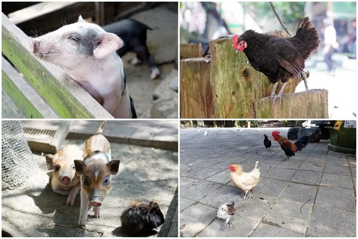來玩整天!台南休閒農場能餵小動物、嗑Q彈烤土雞+百變竹筍餐,還可住歐風別墅 來玩整天!台南休閒農場能餵小動物、嗑Q彈烤土雞+百變竹筍餐,還可住歐風別墅