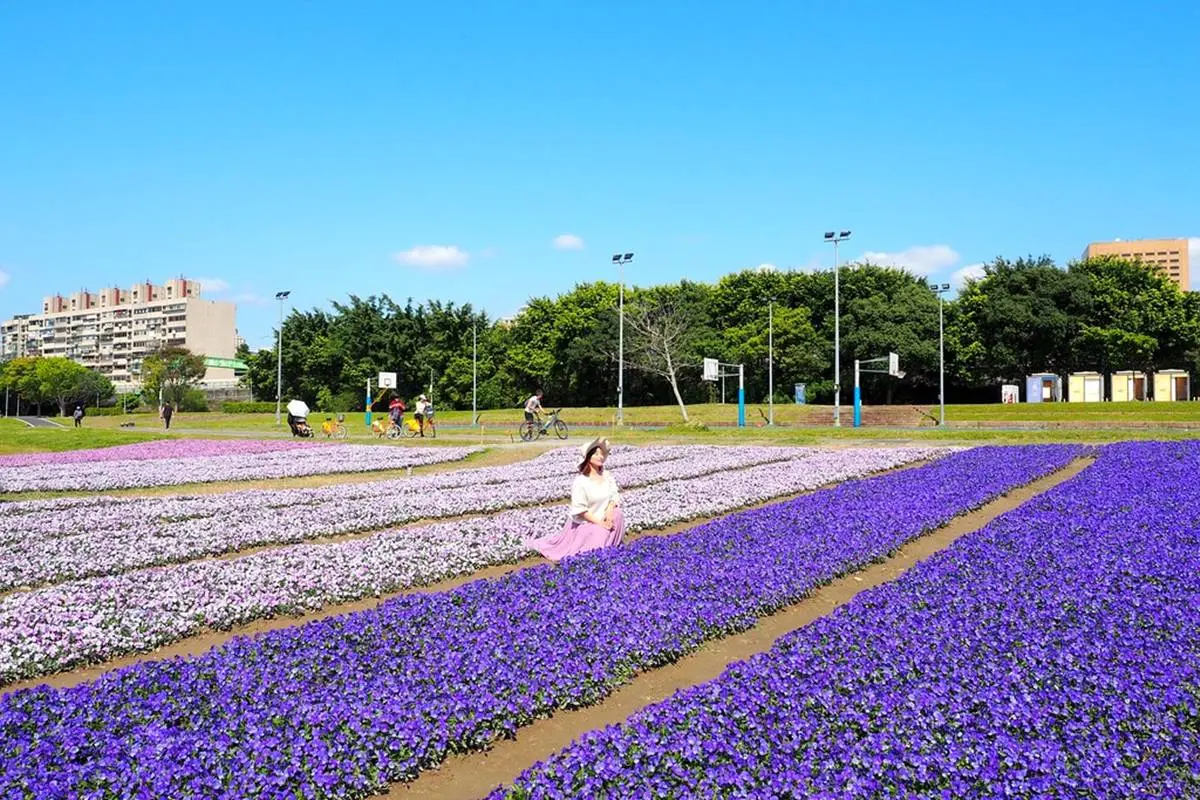 台北市區1秒偽出國!河濱公園賞13萬株「漸層紫花海」,還能打卡希臘風婚紗美拍地 台北市區1秒偽出國!河濱公園賞13萬株「漸層紫花海」,還能打卡希臘風婚紗美拍地