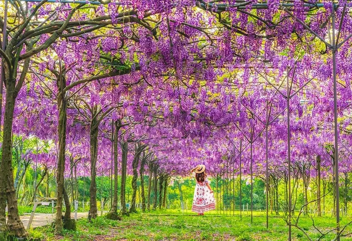 3/13搶先開放！全台最大「萬坪紫藤花園」在這，夢幻紫藤步道、摩艾石像限時拍