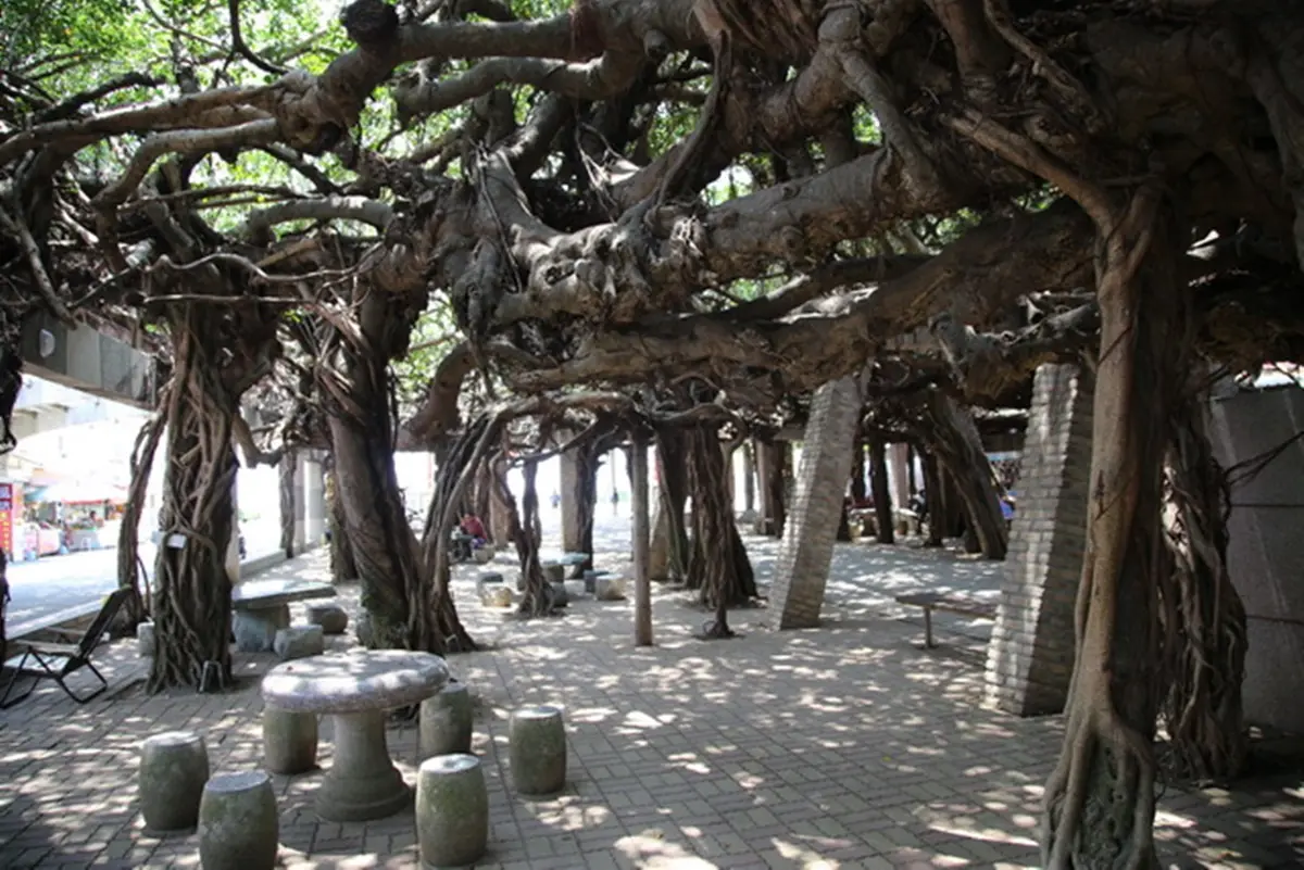打卡百年奇景！澎湖古廟美拍600坪樹蔭隧道，順路吃50年仙人掌冰、海菜小卷米粉