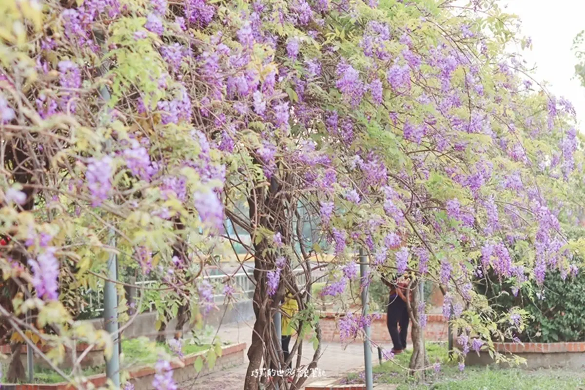 IG瘋打卡！北中南10大仙氣花海：彩色海芋田、萬坪紫藤園、繡球步道